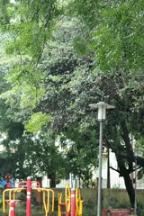 Monsoon morning at a Gurgaon neighborhood park