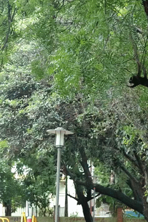 Monsoon morning at a Gurgaon neighborhood park