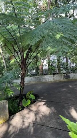 The camera slowly pans across a lush tropical garden with a concrete path winding through it. The path is lined by low concrete walls and abundant green vegetation, including large fern trees and other leafy plants.  A modern, white, dome-shaped structure is visible in the background, partially obscured by the foliage. The light is dappled, casting shadows on the path. There are no people visible in the video.