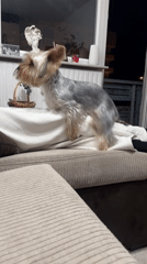 Yorkshire Terrier documented in domestic indoor scenes