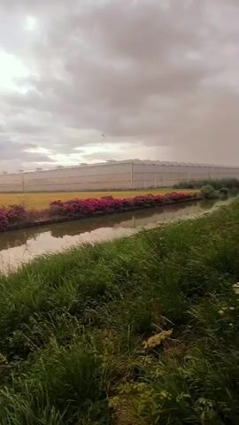 A video pans across a body of water with green grass on the foreground. In the middle ground, there is a row of pink flowers next to a large building structure that appears to be a greenhouse complex. The sky is overcast with clouds.