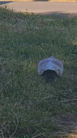 A bird walks in the grass, pecking and eating. The bird is medium size, mostly gray and pink with some white on its tail feathers. It is walking on green grass. A paved area, possibly a sidewalk or street, is visible in the background. The scene is daytime.
