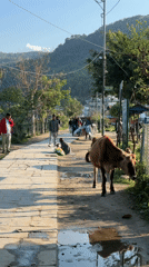 Daily life captured on sunny walkway in Pokhara, Nepal