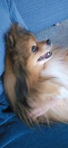 A close-up shot of a tan and brown Pomeranian dog lying on its back on a blue surface. The dog is panting slightly, showing its teeth, and looking directly at the camera. The dog's fur is long and fluffy. The blue surface appears to be a blanket or a piece of clothing. The camera angle is directly above the dog, providing a clear view of its face and upper body.