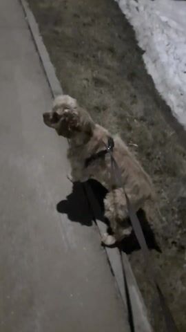 A short, medium shot captures a small, light brown dog, possibly a Cocker Spaniel mix, on a leash walking on a concrete sidewalk. The dog is wearing a black harness. To the right of the sidewalk is a grassy area with patches of snow. The lighting suggests it is dusk or evening. In the distance, a fire hydrant is visible. The dog barks and appears to be agitated.