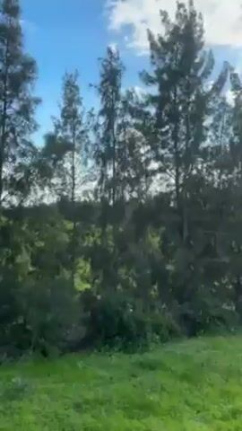 The video shows a landscape from a moving vehicle. Tall, thin trees sway in the wind against a blue sky with fluffy white clouds. Low green brush fills the foreground, blurring slightly due to the motion.  A white horizontal line runs along the bottom left corner of the frame, possibly a part of the vehicle.