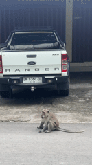 Monkeys gather on residential streets in Kuta Selatan, Indonesia