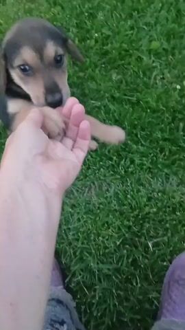 A person's hand and feet are visible in the foreground, with the person wearing purple slippers and gray socks. A small puppy with black and tan markings is interacting with the person's hand and foot. The puppy is on green grass. The puppy is chewing on the person's fingers and then on their socked foot.