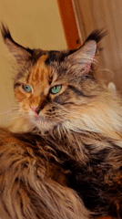 Maine Coon cats photographed up close in Abakan, Russia