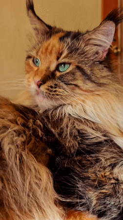 Maine Coon cats photographed up close in Abakan, Russia