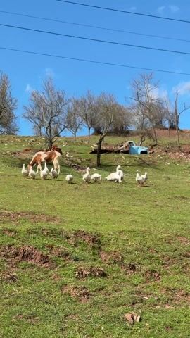 On a bright day under a clear blue sky, a picturesque scene unfolds on a grassy hillside. A horse, its coat a mix of brown and white, grazes peacefully in the grass, surrounded by a small flock of white geese. Some of the geese are actively feeding, while others are standing or moving leisurely around. In the background, the landscape features a few bare trees scattered across the hill, adding a touch of rustic charm. Further up the slope, there's what appears to be some debris, including parts of an old blue vehicle, suggesting a somewhat abandoned or rural setting. Power lines are visible stretching across the top of the frame, indicating a human presence despite the otherwise natural scenery.