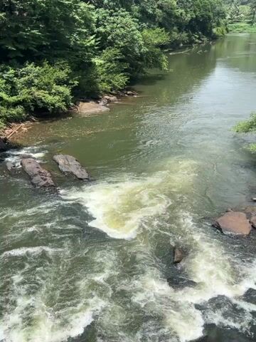 This video shows a wide, green river flowing through a lush, forested area. The river is rough in the foreground, with white water indicating rapids. Dark rocks are visible in and around the rapids. The river flows into a calmer, wider body of water in the background. Dense green trees line both banks of the river, and in the distance, rolling hills covered in vegetation are visible under a cloudy sky.