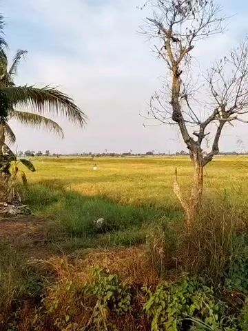 A wide shot shows a dry tree in the foreground to the right, its branches bare. To the left, a coconut palm frond hangs down. The middle ground is dominated by a golden field of ripe rice, with patches of green grass along the edges. A lone figure, bent over, is visible working in the rice field in the distance. The background is a hazy sky with a faint horizon line.