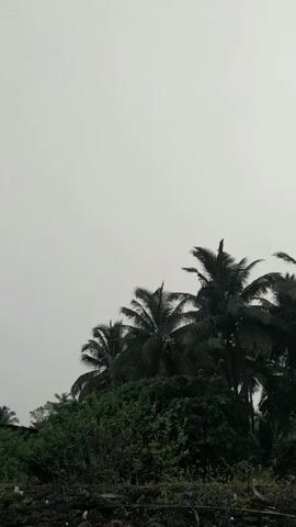 The video shows a view of palm trees and other greenery under an overcast sky. The sun is visible through the clouds. The camera moves slowly to the right, revealing more of the scene. The overall tone is serene and muted due to the gray sky.