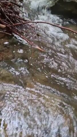A close-up shot of a shallow stream flowing over rocks and debris. The water is clear and appears to be moving quickly. The stream is surrounded by trees and foliage, suggesting a natural setting such as a forest or park. There are no people or animals visible in the video.