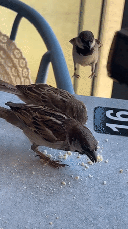 Sparrows and sea views from a Gibraltar café terrace