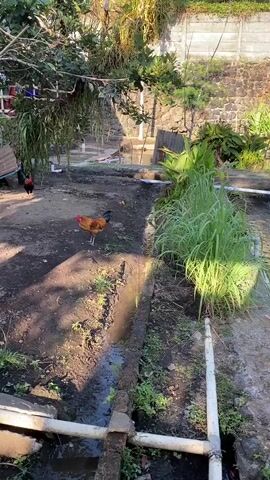 Two roosters are in a dirt yard with a drainage ditch. One rooster is red and black, the other is brown and black. There are trees and plants around the yard, and a stone wall in the background. The sun is shining.