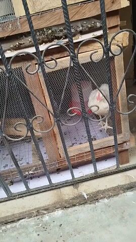 This video shows a coop with a white chicken visible inside. The coop is made of wood and wire mesh. It has decorative metal bars in front of it, and the floor appears to be covered with white paper. There is also another chicken partially visible inside the coop. The environment appears to be outdoors, with evidence of dirt and debris around the coop.