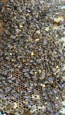 A close-up shot shows a bustling scene inside a beehive on Thới Sơn, Vietnam. Hundreds of honeybees are densely packed on a honeycomb frame, crawling and moving over the hexagonal cells. Some cells appear to contain honey or pollen. A hand briefly enters the frame at the beginning, pointing towards the bees. A voiceover explains that the bees typically fly and are not "parking here," referring to them as female bees and noting they "want to keep the honey." The video captures the intricate activity within the hive as the bees tend to their colony.