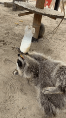 Animal sanctuary or zoo activity documented in Ko Samui