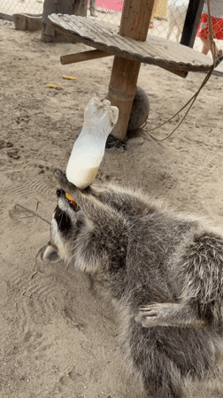 Animal sanctuary or zoo activity documented in Ko Samui