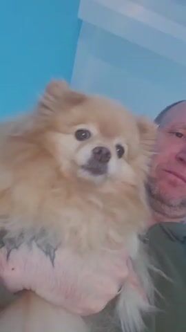 A fluffy tan Pomeranian dog is held by a person whose arm is visible in the lower part of the frame. The dog's fur is long and voluminous, with dark markings visible on its chest. The dog's head is tilted slightly, and it appears to be looking off to the right. The background is out of focus, but a blue object and some white striped lines are discernible. The lighting shifts throughout the short clip, with a bright flare occurring around the 2-second mark.