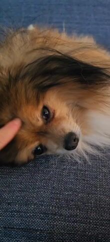 Here's a description of the video:

A small, long-haired brown and white dog is resting its head on a textured blue surface, likely a sofa. A human finger gently pokes the dog between the eyes. The dog looks calmly into the camera and doesn’t react.