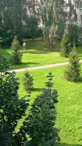 A person and a dog are in a park with green grass and trees. The person is wearing a tan shirt and shorts, and the dog is brown. They appear to be playing or walking in the park. There is a building in the background.