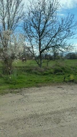 The video shows a horse pasture from across a dirt road. The pasture is green with some bare trees. A few horses graze in the distance. The sky is blue with some clouds. The camera moves slightly.