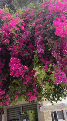 Spring morning moments captured across Alanya, Turkey