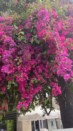 Spring morning moments captured across Alanya, Turkey