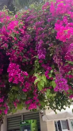 Spring morning moments captured across Alanya, Turkey