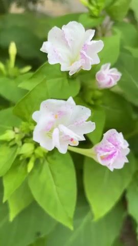 A close-up shot shows a cluster of white flowers with pink speckled petals blooming among lush green leaves. The flowers are in various stages of bloom, with some fully open and others still in bud. The lighting is soft and natural, highlighting the delicate details of the petals and the vibrant green of the foliage. The background is slightly blurred, drawing the viewer's attention to the beauty of the flowers.