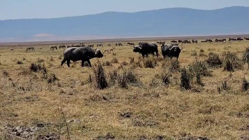 The video captures a savanna landscape, dominated by dry, yellowed grass and interspersed with tufts of taller green vegetation. In the foreground, three African buffalo stand amidst the grass. The buffalo are large, dark, and stocky, with curved horns. In the background, a large herd of zebras and wildebeests grazes in the distance. A range of hazy blue mountains forms the backdrop of the scene under a clear, bright sky.