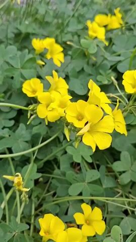 The video shows a patch of clover with yellow flowers. The clover leaves are green, and the flowers are bright yellow. The camera is static.