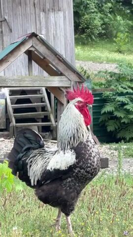 A rooster stands in tall grass in front of a wooden structure. The rooster is black, white, and gray with a red comb. The structure has a green roof and wooden stairs leading up to it. There are trees and foliage in the background.