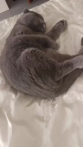 A grey Scottish Fold cat is lying on a white textured surface. The cat is facing the camera with its head tilted slightly. Its eyes are open and appear to be yellow or amber. One of its front paws is resting on its chest, and the other is extended outwards. The cat's body is curled, and its tail is wrapped around its body. The background is blurry but appears to be a soft, white fabric with some texture or pattern. The lighting is soft and appears to be coming from above.