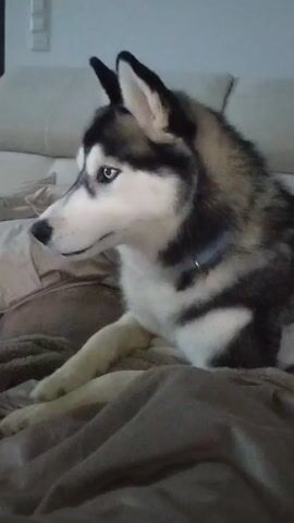 A medium shot shows a Husky lying on a brown couch. It’s a medium-sized dog with white fur on its nose and chest, and black fur on top of its head, around its eyes, and on its back. It has blue eyes. The dog is wearing a dark collar. The background is blurred out, but a beige couch and a white light switch are visible. A person calls the dog’s name, Jenna, and makes a howling sound. The dog doesn't move or respond. Another person in the background says, “He will not, he will not sing.”