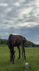 Brown horse grazing in a fenced field in Saue, Estonia