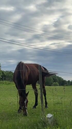 Brown horse grazing in a fenced field in Saue, Estonia