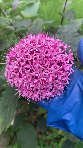 A gloved hand, wearing a blue glove, holds a large, spherical cluster of small pink flowers with white tips. The flowers are densely packed together. The background consists of green leaves and other foliage. There are more flower clusters visible in the background, slightly out of focus. The hand is gently touching the flower cluster.