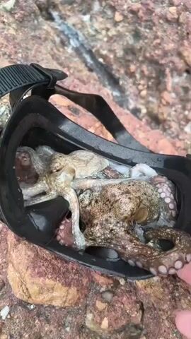 A close-up shot shows an octopus nestled inside a black diving mask. The mask is resting on a rocky surface, with textured, reddish-brown stones and patches of lighter, possibly wet, rock visible. The octopus, with its tentacles curled and its body visible within the mask's eye sockets, appears to be a light brown and tan color with darker spots. The strap of the mask is visible at the top, and a hand is holding the mask from the right side. The lighting suggests an outdoor, possibly coastal environment.