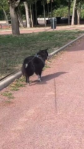 A black and white dog on a leash walks on a gravel path in a park. The dog is facing away from the camera and towards the right side of the frame. A person's arm is visible in the foreground on the left side of the frame, wearing a beaded bracelet. In the background, there are trees, grass, and a trash can. The sun is shining, casting shadows on the ground.