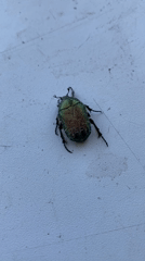 Beetle observed motionless on white surface