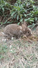 Brown and white rabbit in dry grass, Bululawang