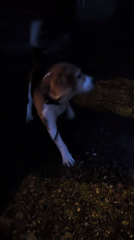 Evening bonfire gathering with dog observed in Lilaste, Latvia