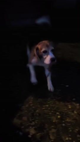 A dog is standing and sniffing in the dark. The dog is a beagle with white, brown, and black fur. The background is dark, but it looks like the dog is in a grassy area. There is a tree trunk to the right of the dog. In the background, one can hear children shouting.