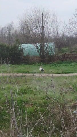 The video shows a white stork with black wing feathers standing in a grassy area near a dirt road on an overcast day. The stork is positioned in the center of the frame. Behind it, on the other side of the road, is a field and a green structure that looks like a greenhouse. The background includes bare trees and bushes, suggesting it is late fall or early spring. The foreground is filled with dried vegetation and green grass. Light rain or mist is on the lens.