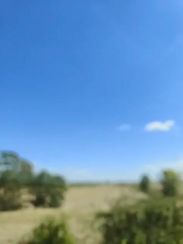 The video shows a slow pan across a landscape. The sky is bright blue with a few scattered white clouds. In the foreground, there is dry, yellow grass and a few small bushes. A wire fence with two posts is visible in the middle of the frame. In the background, there are several trees with green leaves, some of which are in full foliage, and others with sparser leaves. The trees are arranged in a line, forming a natural boundary. Beyond the trees, there is a harvested field, appearing as rows of stubble, suggesting it is late summer or early autumn. The overall impression is of a rural, open environment on a clear day. The video is slightly blurred, particularly in the initial frames, before becoming sharper.