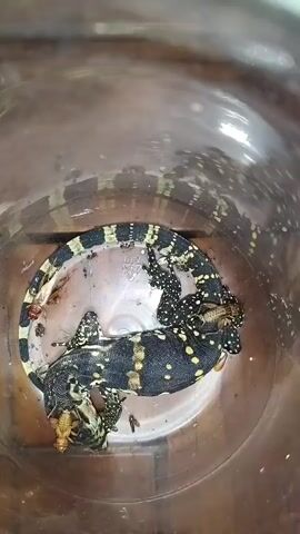 A dead lizard is in a clear plastic container with insects. The lizard is black with yellow spots and has a striped tail. Several insects, including crickets and flies, are scattered around the lizard and on its body. The container appears to be clear plastic and is set on a wooden surface.